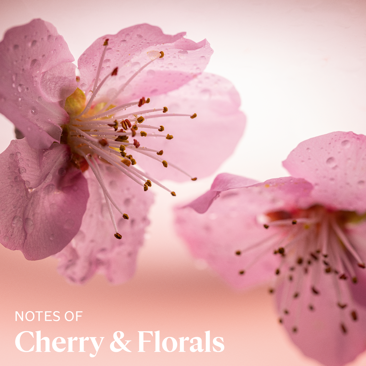 Cherry Blossom Hand Cream