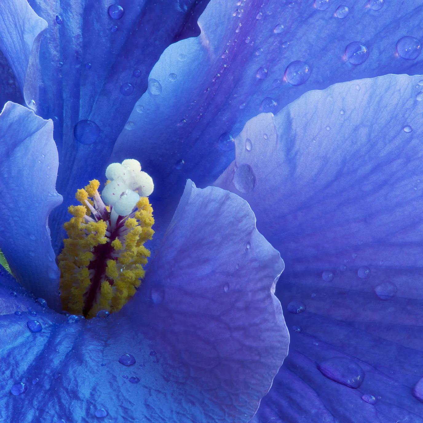 Hydrabloom Body Silk with Hyaluronic and Sea Flower Complex
