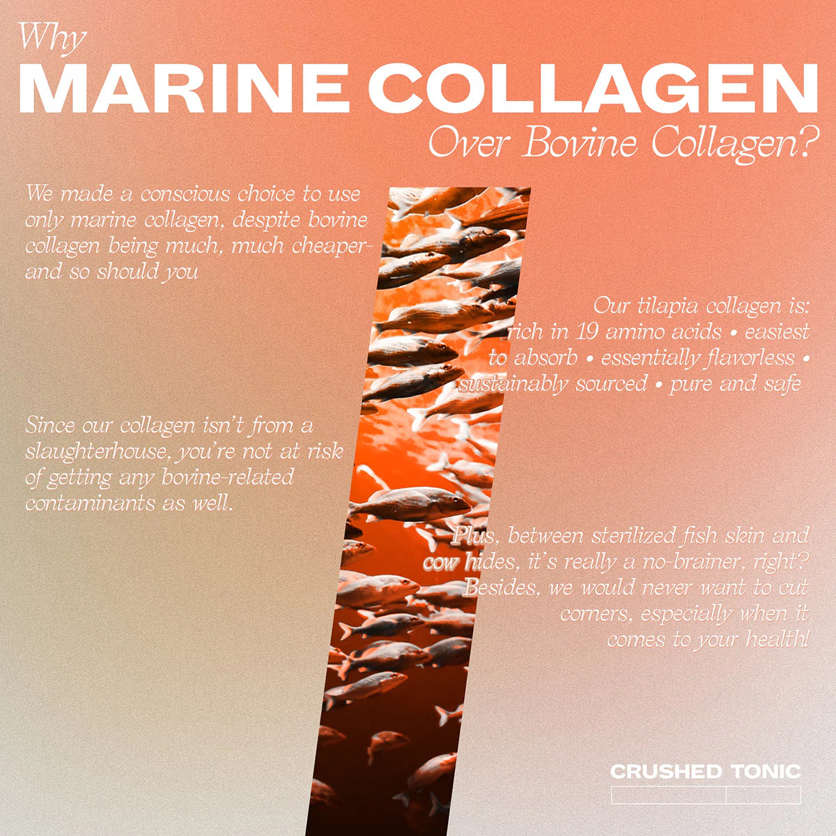 Coffee + Marine Collagen Crush
