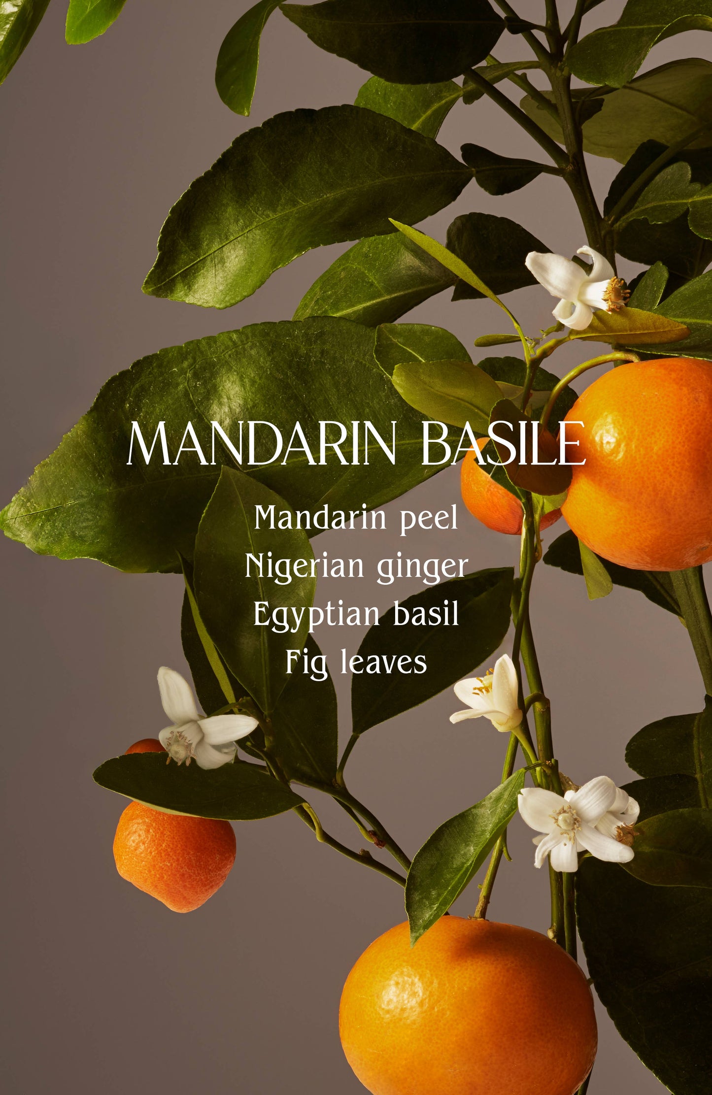 Mandarine Basile Room Deodorant Spray