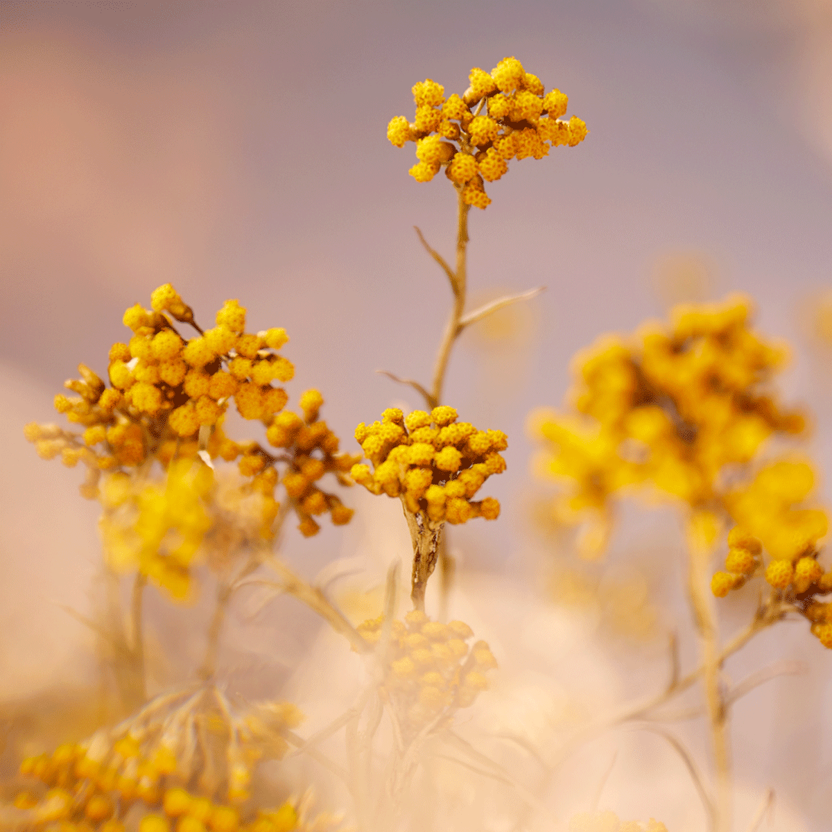 Immortelle Divine Anti-Aging Face Cream