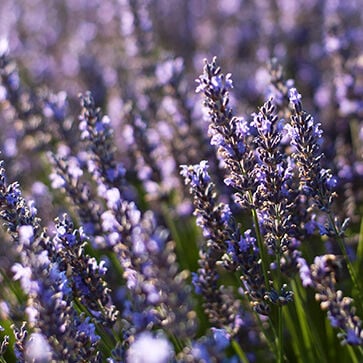 Lavender Hand Cream